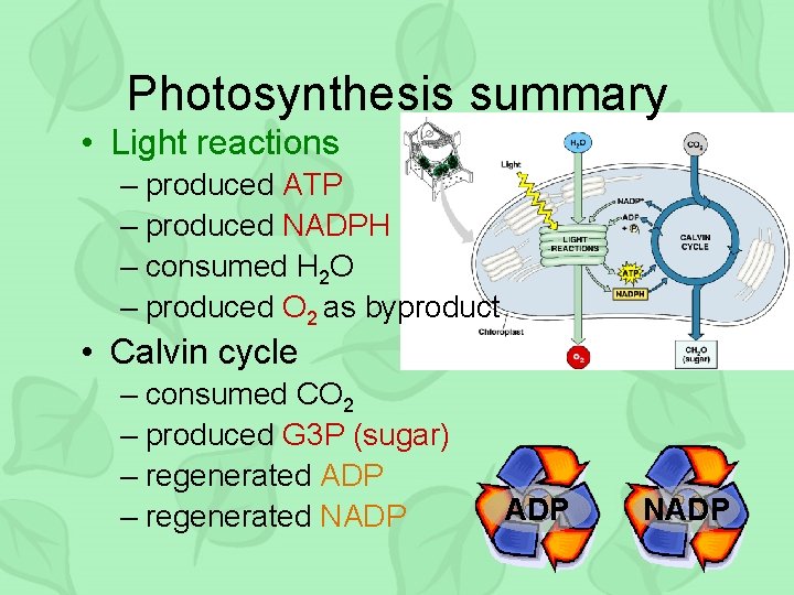 Photosynthesis summary • Light reactions – produced ATP – produced NADPH – consumed H