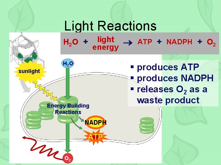 Light Reactions light ATP + NADPH + O 2 energy H 2 O +