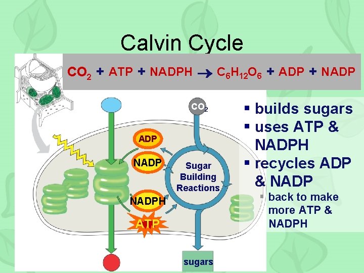 Calvin Cycle CO 2 + ATP + NADPH C 6 H 12 O 6