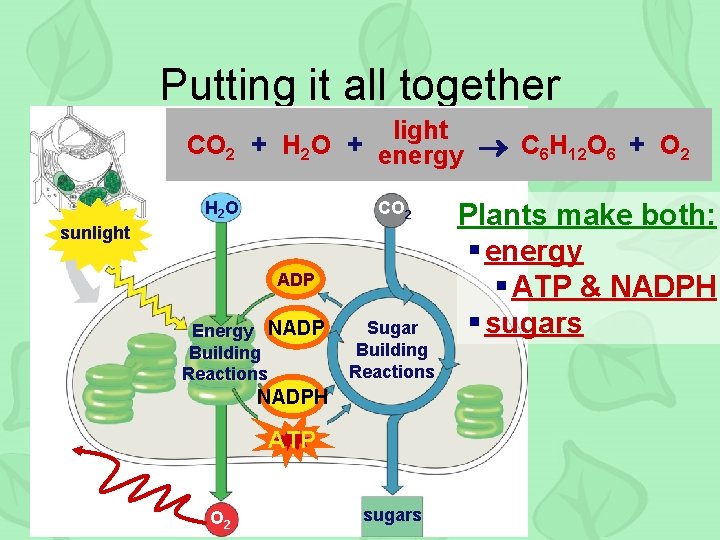 Putting it all together light CO 2 + H 2 O + energy C