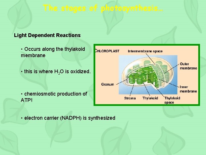 The stages of photosynthesis… Light Dependent Reactions • Occurs along the thylakoid membrane •