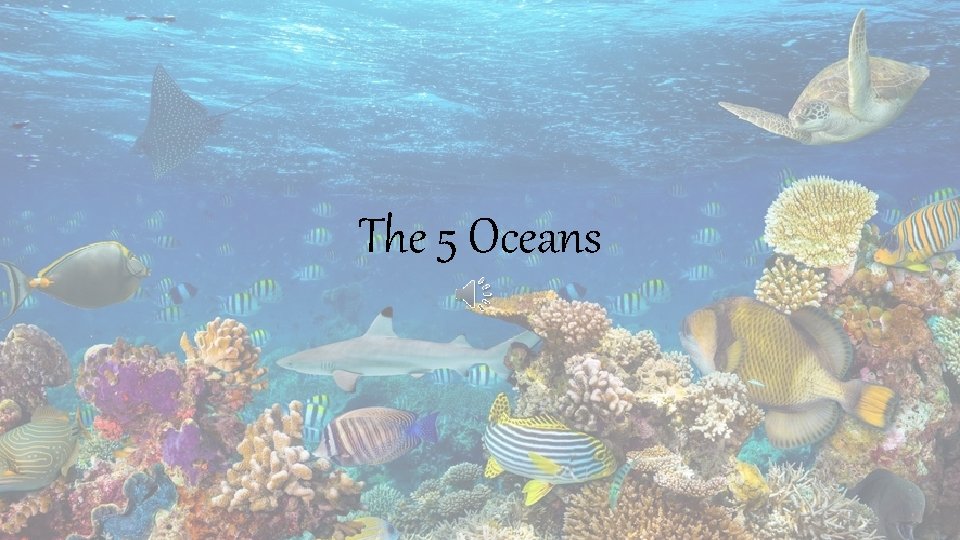 The 5 Oceans 