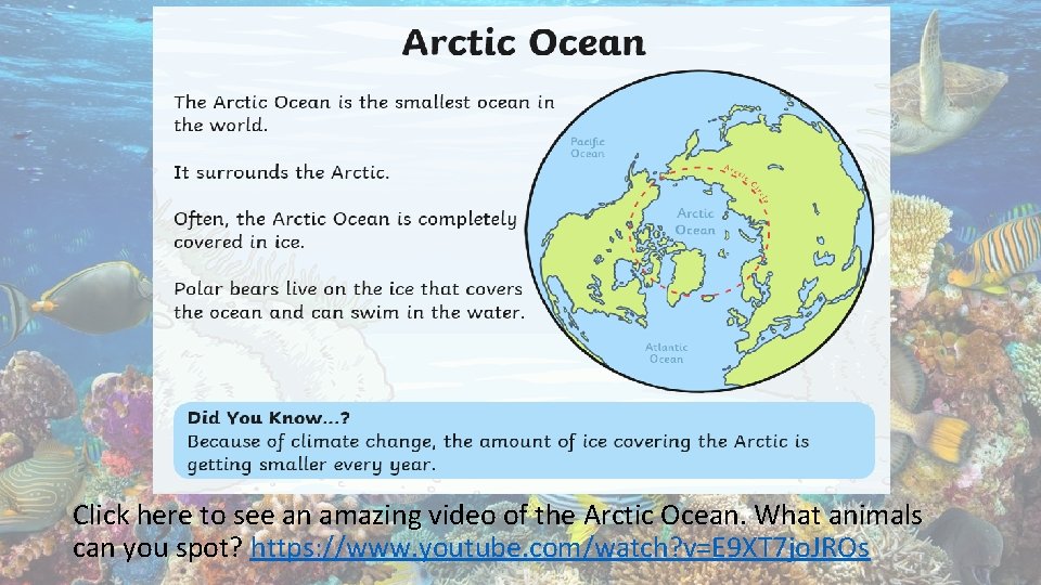 Click here to see an amazing video of the Arctic Ocean. What animals can