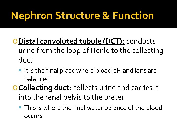 Nephron Structure & Function Distal convoluted tubule (DCT): conducts urine from the loop of