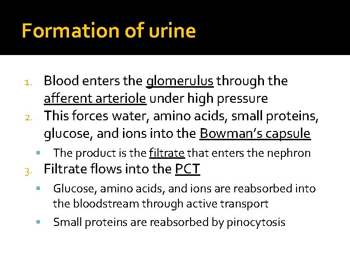 Formation of urine Blood enters the glomerulus through the afferent arteriole under high pressure