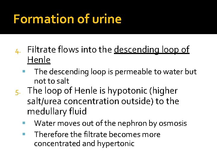Formation of urine Filtrate flows into the descending loop of Henle 4. The descending