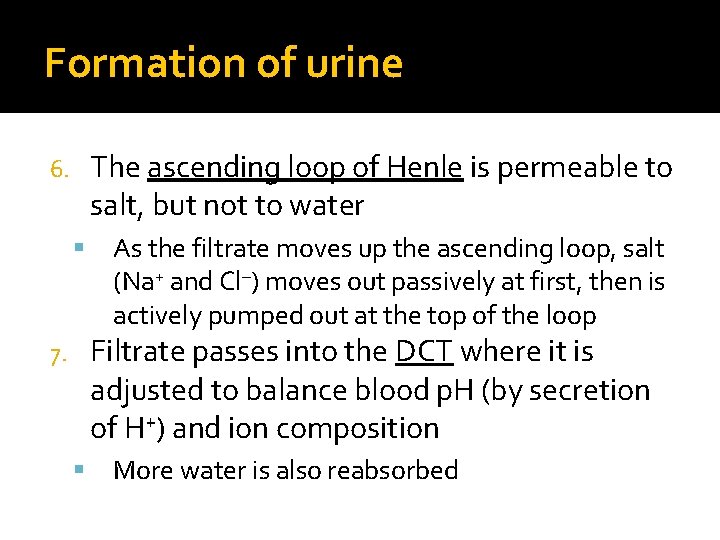 Formation of urine The ascending loop of Henle is permeable to salt, but not