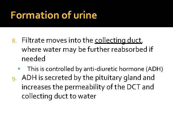 Formation of urine Filtrate moves into the collecting duct, where water may be further