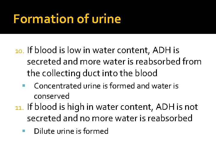 Formation of urine 10. 11. If blood is low in water content, ADH is