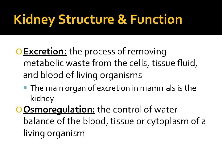 Kidney Structure & Function Excretion: the process of removing metabolic waste from the cells,