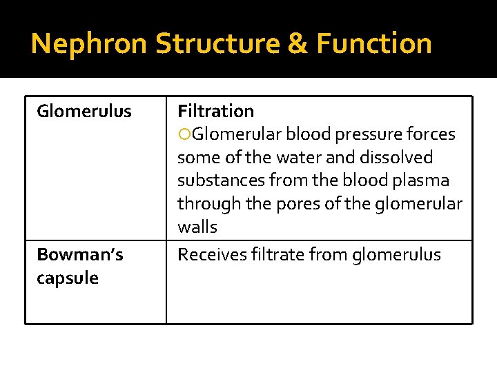 Nephron Structure & Function Glomerulus Bowman’s capsule Filtration Glomerular blood pressure forces some of