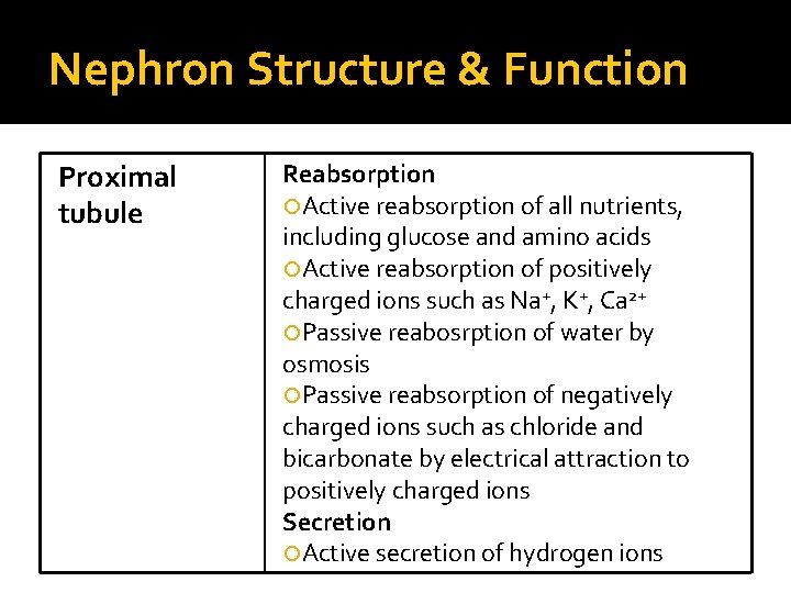 Nephron Structure & Function Proximal tubule Reabsorption Active reabsorption of all nutrients, including glucose
