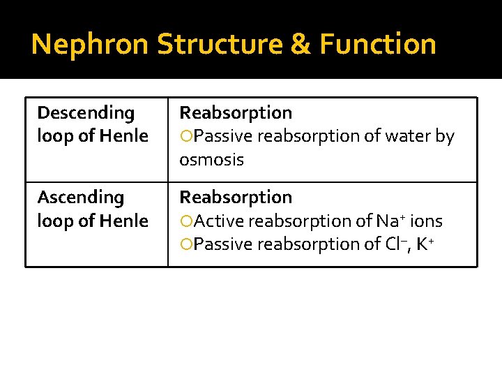 Nephron Structure & Function Descending loop of Henle Reabsorption Passive reabsorption of water by