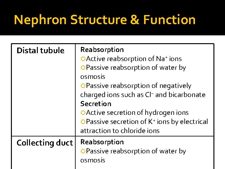 Nephron Structure & Function Distal tubule Reabsorption Active reabsorption of Na+ ions Passive reabsorption
