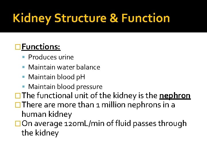 Kidney Structure & Function �Functions: Produces urine Maintain water balance Maintain blood p. H