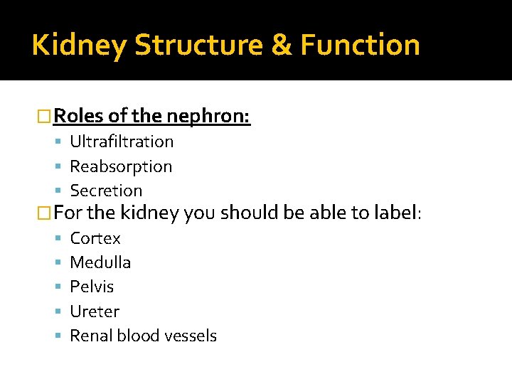 Kidney Structure & Function �Roles of the nephron: Ultrafiltration Reabsorption Secretion �For the kidney