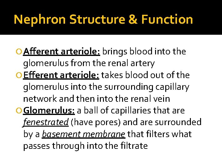 Nephron Structure & Function Afferent arteriole: brings blood into the glomerulus from the renal