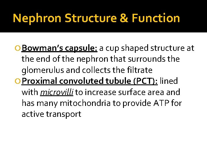 Nephron Structure & Function Bowman’s capsule: a cup shaped structure at the end of