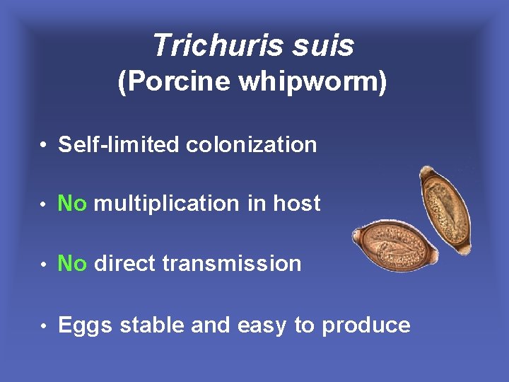 Trichuris suis (Porcine whipworm) • Self-limited colonization • No multiplication in host • No
