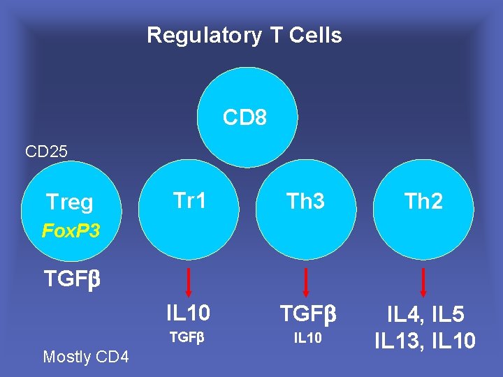 Regulatory T Cells CD 8 CD 25 Treg Tr 1 Th 3 Th 2