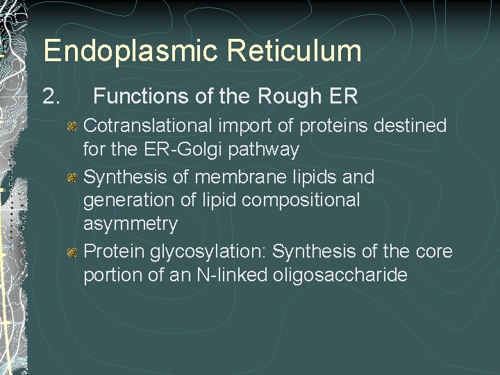 Endoplasmic Reticulum 2. Functions of the Rough ER Cotranslational import of proteins destined for Endoplasmic Reticulum 2. Functions of the Rough ER Cotranslational import of proteins destined for