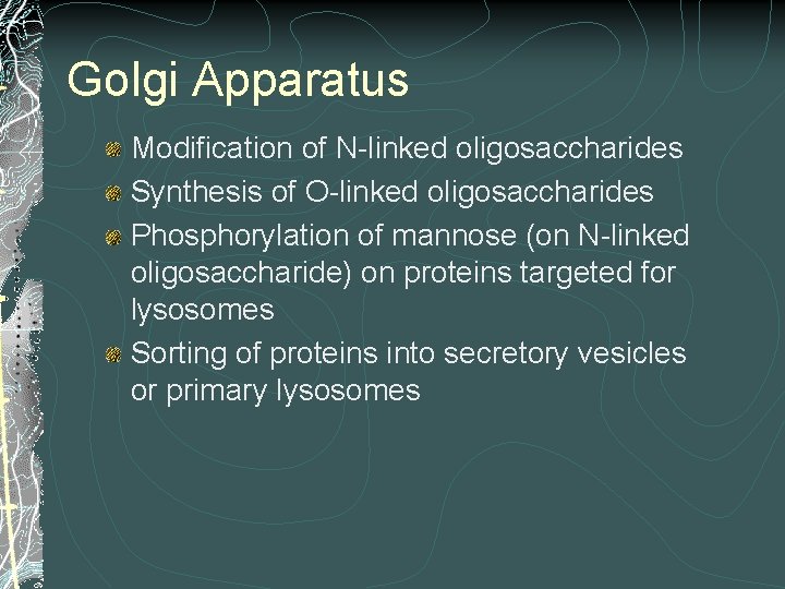 Golgi Apparatus Modification of N-linked oligosaccharides Synthesis of O-linked oligosaccharides Phosphorylation of mannose (on Golgi Apparatus Modification of N-linked oligosaccharides Synthesis of O-linked oligosaccharides Phosphorylation of mannose (on