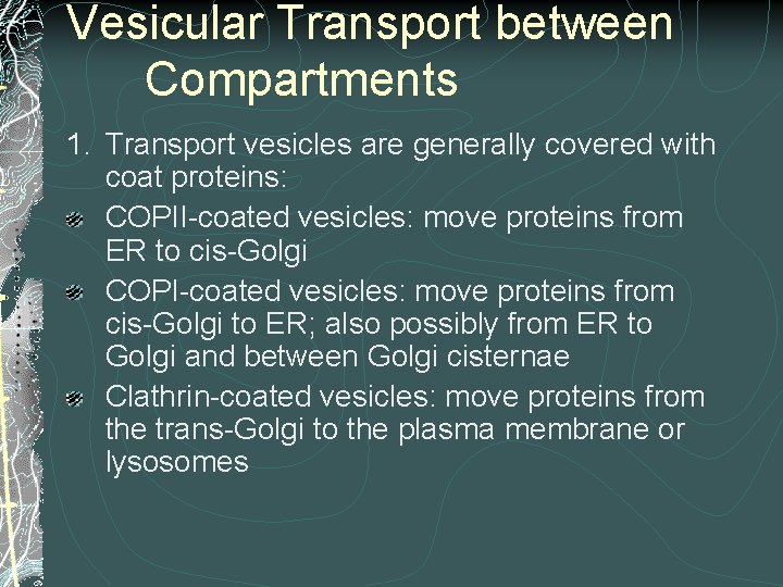 Vesicular Transport between Compartments 1. Transport vesicles are generally covered with coat proteins: COPII-coated Vesicular Transport between Compartments 1. Transport vesicles are generally covered with coat proteins: COPII-coated