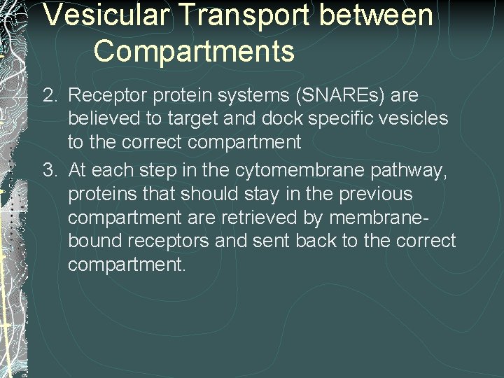 Vesicular Transport between Compartments 2. Receptor protein systems (SNAREs) are believed to target and Vesicular Transport between Compartments 2. Receptor protein systems (SNAREs) are believed to target and