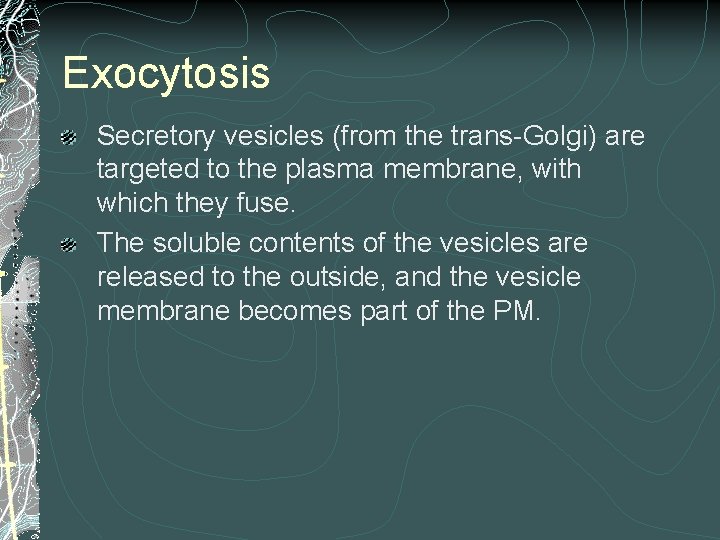 Exocytosis Secretory vesicles (from the trans-Golgi) are targeted to the plasma membrane, with which Exocytosis Secretory vesicles (from the trans-Golgi) are targeted to the plasma membrane, with which