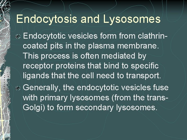 Endocytosis and Lysosomes Endocytotic vesicles form from clathrincoated pits in the plasma membrane. This Endocytosis and Lysosomes Endocytotic vesicles form from clathrincoated pits in the plasma membrane. This