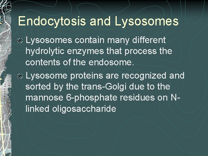 Endocytosis and Lysosomes contain many different hydrolytic enzymes that process the contents of the Endocytosis and Lysosomes contain many different hydrolytic enzymes that process the contents of the