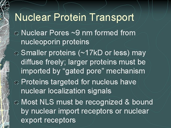 Nuclear Protein Transport Nuclear Pores ~9 nm formed from nucleoporin proteins Smaller proteins (~17 Nuclear Protein Transport Nuclear Pores ~9 nm formed from nucleoporin proteins Smaller proteins (~17