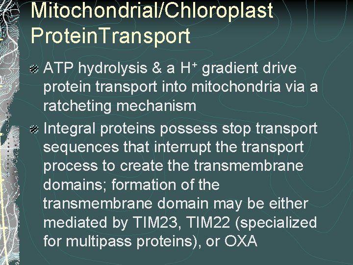 Mitochondrial/Chloroplast Protein. Transport ATP hydrolysis & a H+ gradient drive protein transport into mitochondria Mitochondrial/Chloroplast Protein. Transport ATP hydrolysis & a H+ gradient drive protein transport into mitochondria