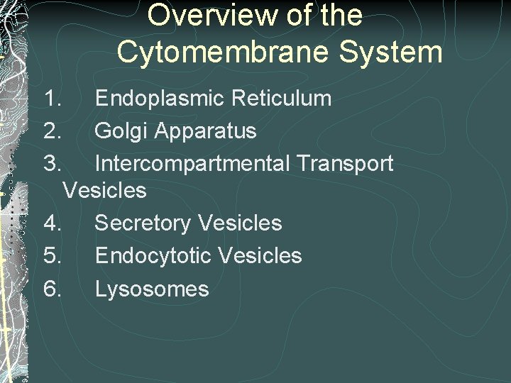 Overview of the Cytomembrane System 1. 2. 3. Endoplasmic Reticulum Golgi Apparatus Intercompartmental Transport Overview of the Cytomembrane System 1. 2. 3. Endoplasmic Reticulum Golgi Apparatus Intercompartmental Transport