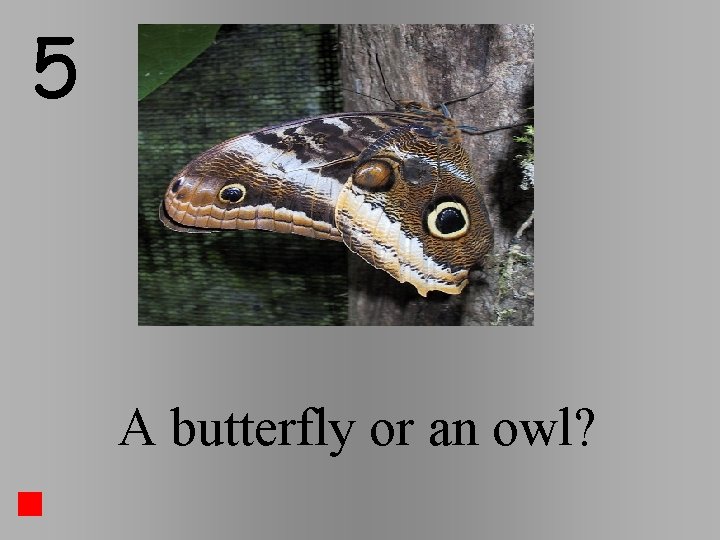 5 A butterfly or an owl? 5 A butterfly or an owl?