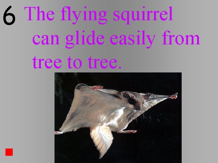 6 The flying squirrel can glide easily from tree to tree. 6 The flying squirrel can glide easily from tree to tree.