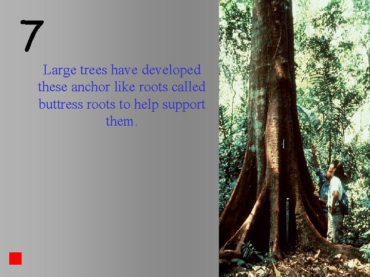 7 Large trees have developed these anchor like roots called buttress roots to help 7 Large trees have developed these anchor like roots called buttress roots to help