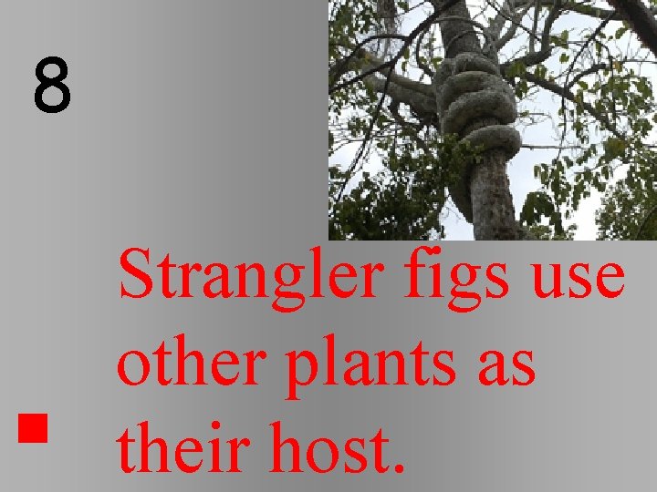 8 Strangler figs use other plants as their host. 8 Strangler figs use other plants as their host.