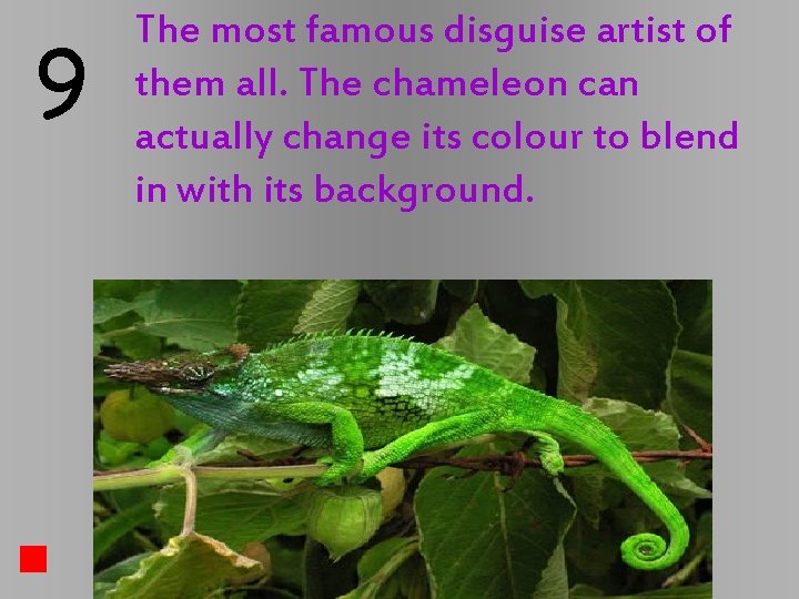 9 The most famous disguise artist of them all. The chameleon can actually change 9 The most famous disguise artist of them all. The chameleon can actually change