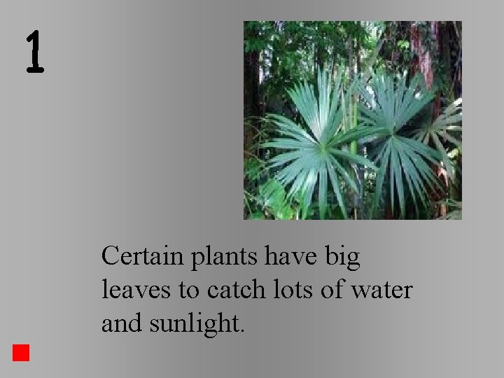 1 Certain plants have big leaves to catch lots of water and sunlight. 1 Certain plants have big leaves to catch lots of water and sunlight.