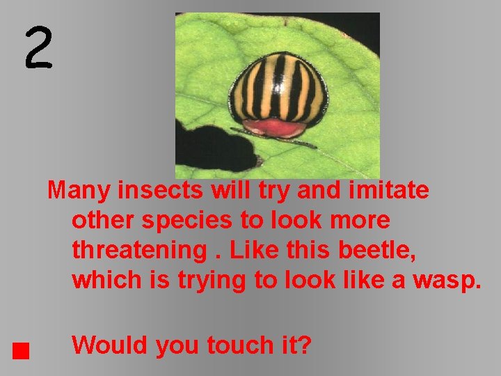 2 Many insects will try and imitate other species to look more threatening. Like 2 Many insects will try and imitate other species to look more threatening. Like