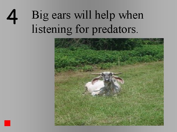 4 Big ears will help when listening for predators. 4 Big ears will help when listening for predators.