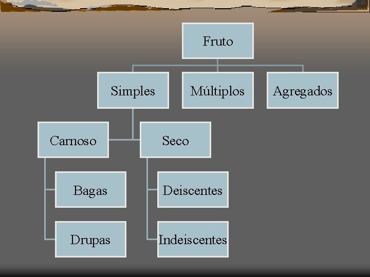 Fruto Simples Carnoso Múltiplos Seco Bagas Deiscentes Drupas Indeiscentes Agregados 