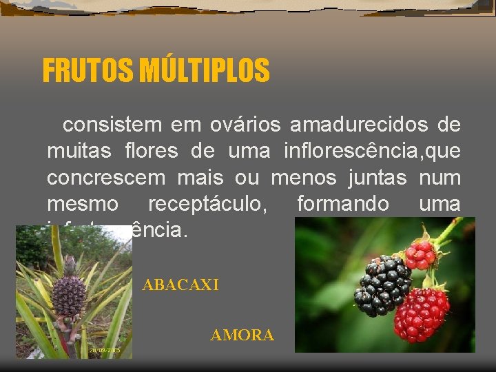 FRUTOS MÚLTIPLOS consistem em ovários amadurecidos de muitas flores de uma inflorescência, que concrescem