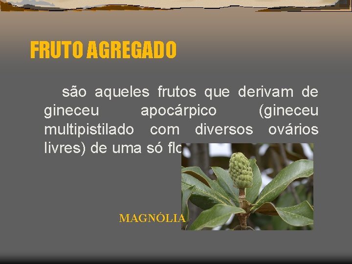 FRUTO AGREGADO são aqueles frutos que derivam de gineceu apocárpico (gineceu multipistilado com diversos