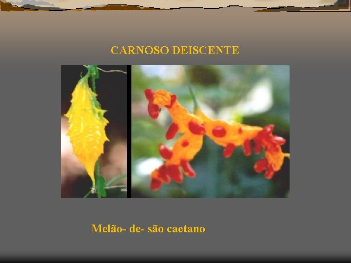 CARNOSO DEISCENTE Melão- de- são caetano 