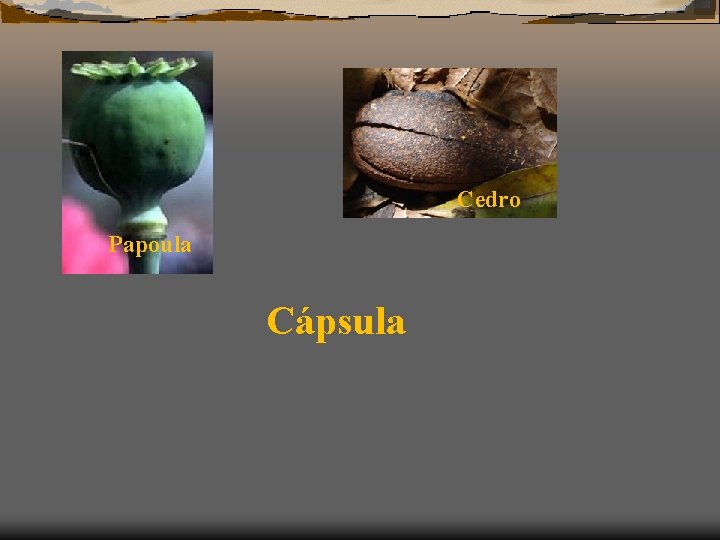 Cedro Papoula Cápsula 
