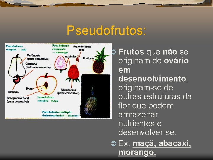 Pseudofrutos: Ü Frutos que não se originam do ovário em desenvolvimento, originam-se de outras