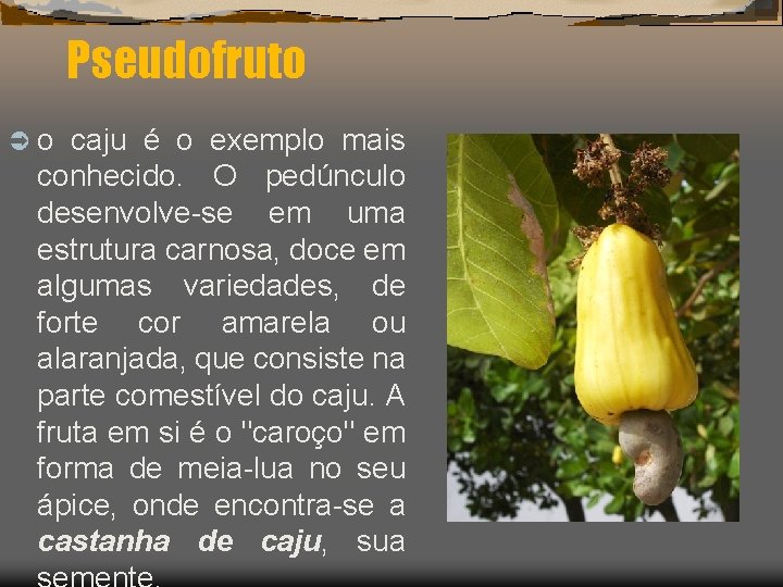 Pseudofruto Üo caju é o exemplo mais conhecido. O pedúnculo desenvolve-se em uma estrutura