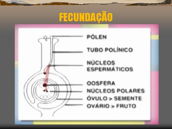 FECUNDAÇÃO 